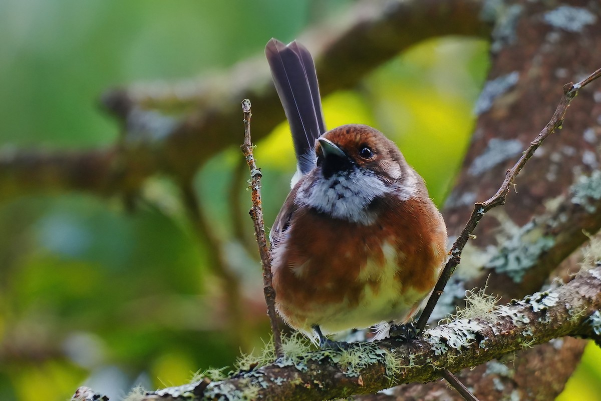 Monarque d'Hawaï (ridgwayi) - ML647392281