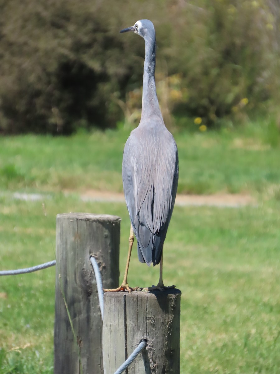 White-faced Heron - ML647392287