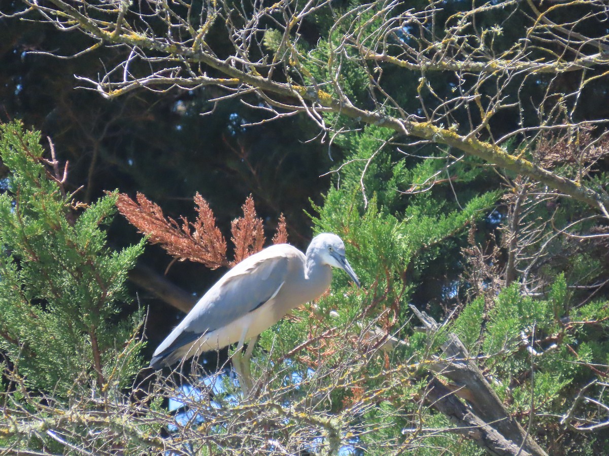 White-faced Heron - ML647392288