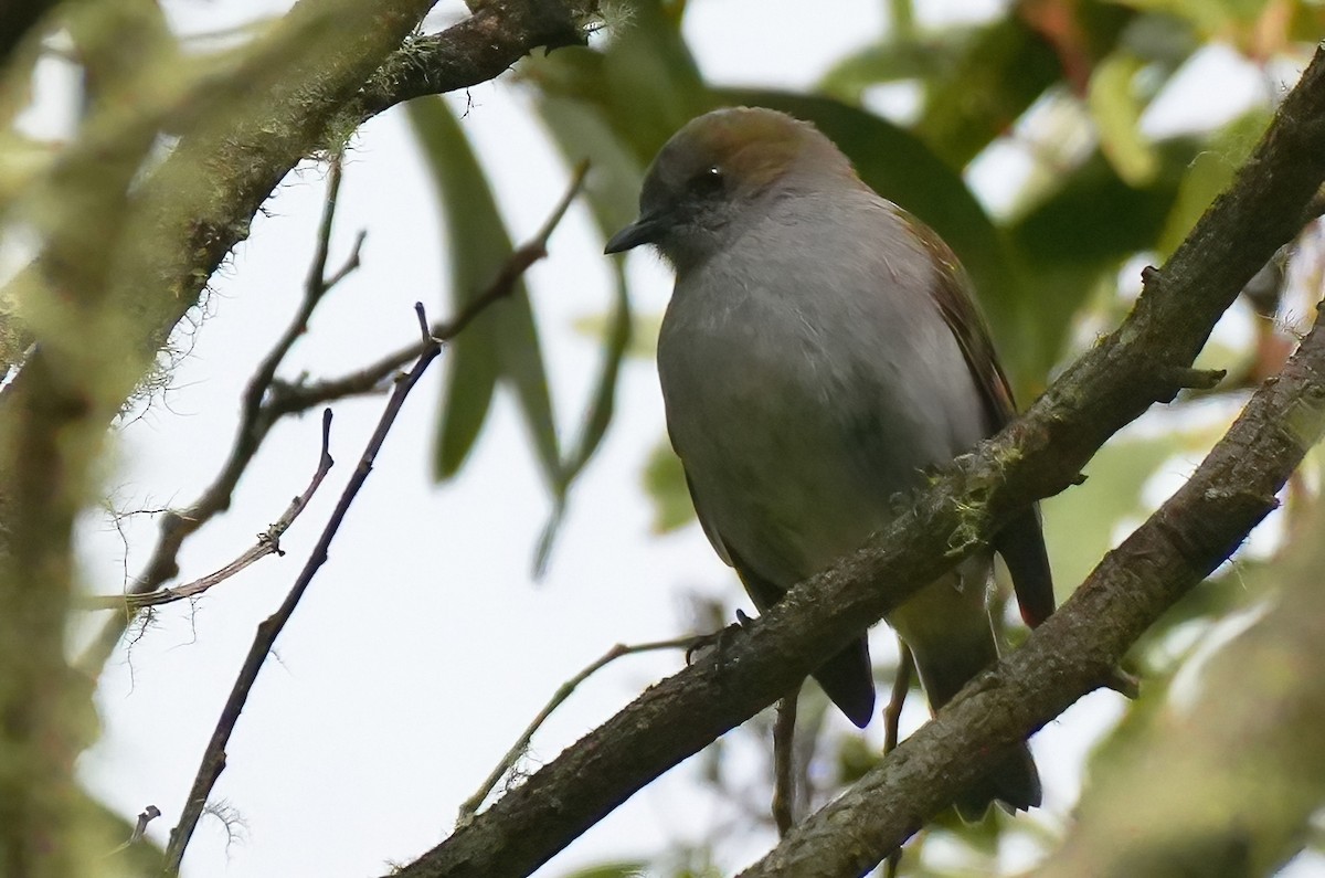 Solitaire d'Hawaï - ML647392292