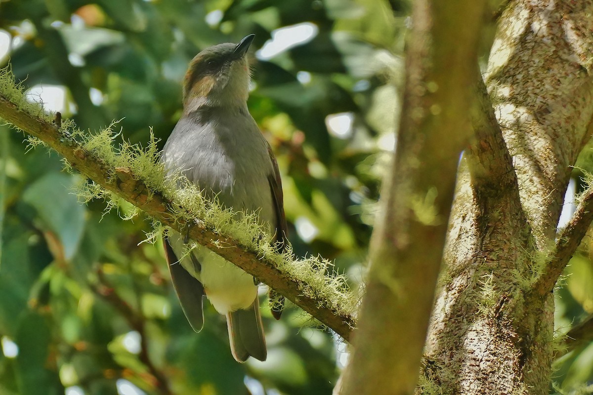 Solitaire d'Hawaï - ML647392293