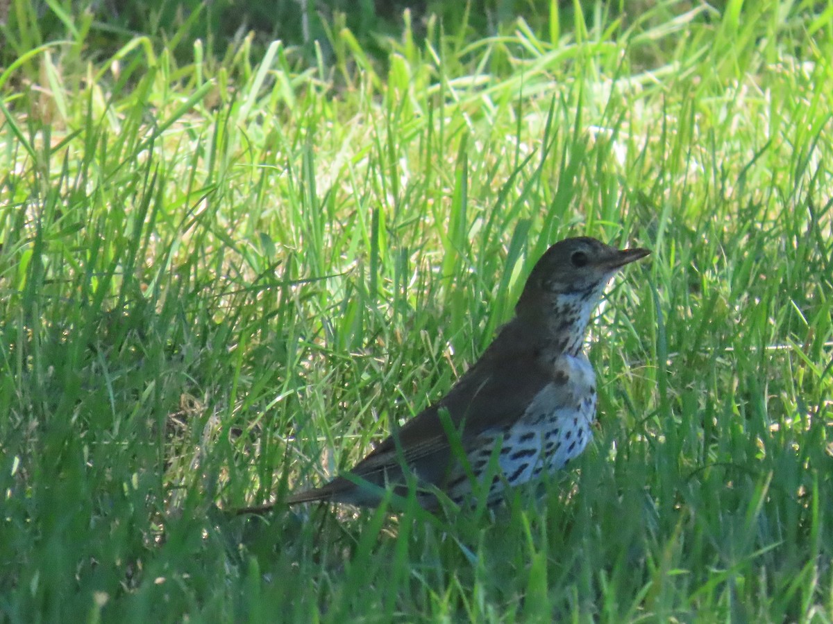 Song Thrush - ML647392302