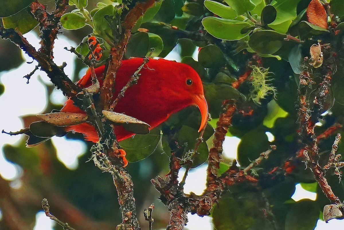 Iiwi rouge - ML647392305