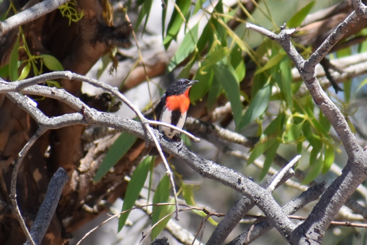 Mistletoebird - ML647392315