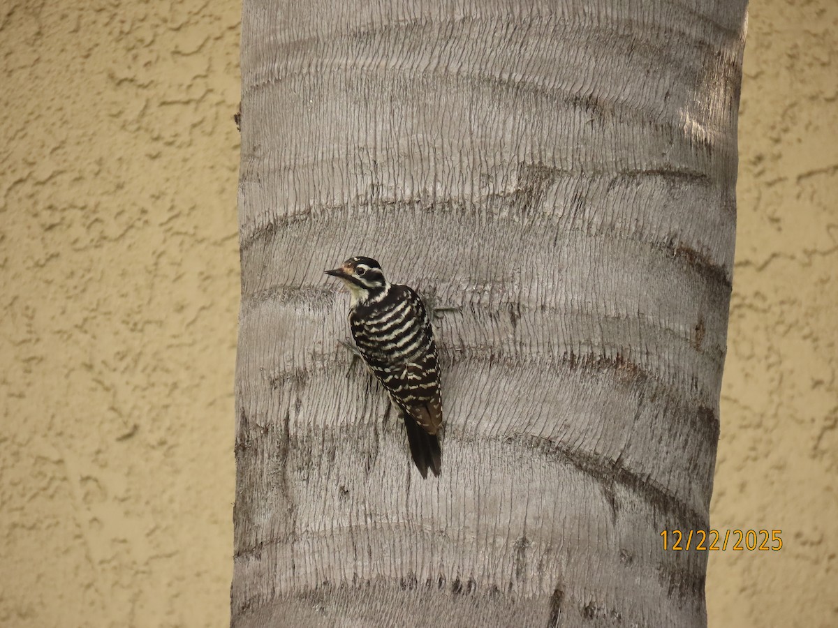 Nuttall's Woodpecker - ML647392316