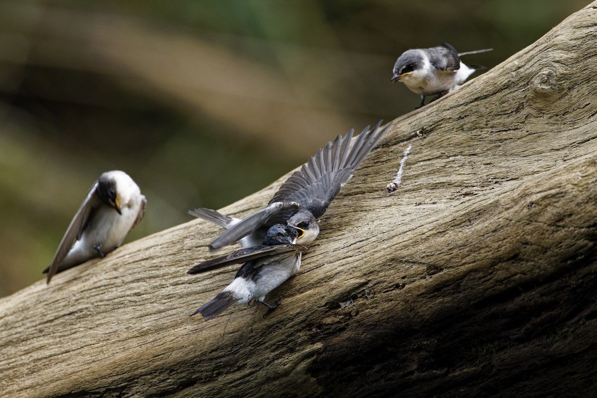 Mangroveschwalbe - ML647392318