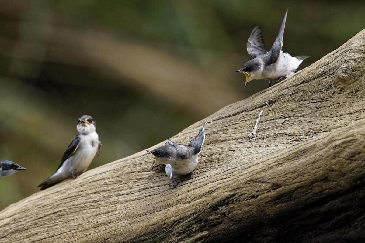 Mangroveschwalbe - ML647392319