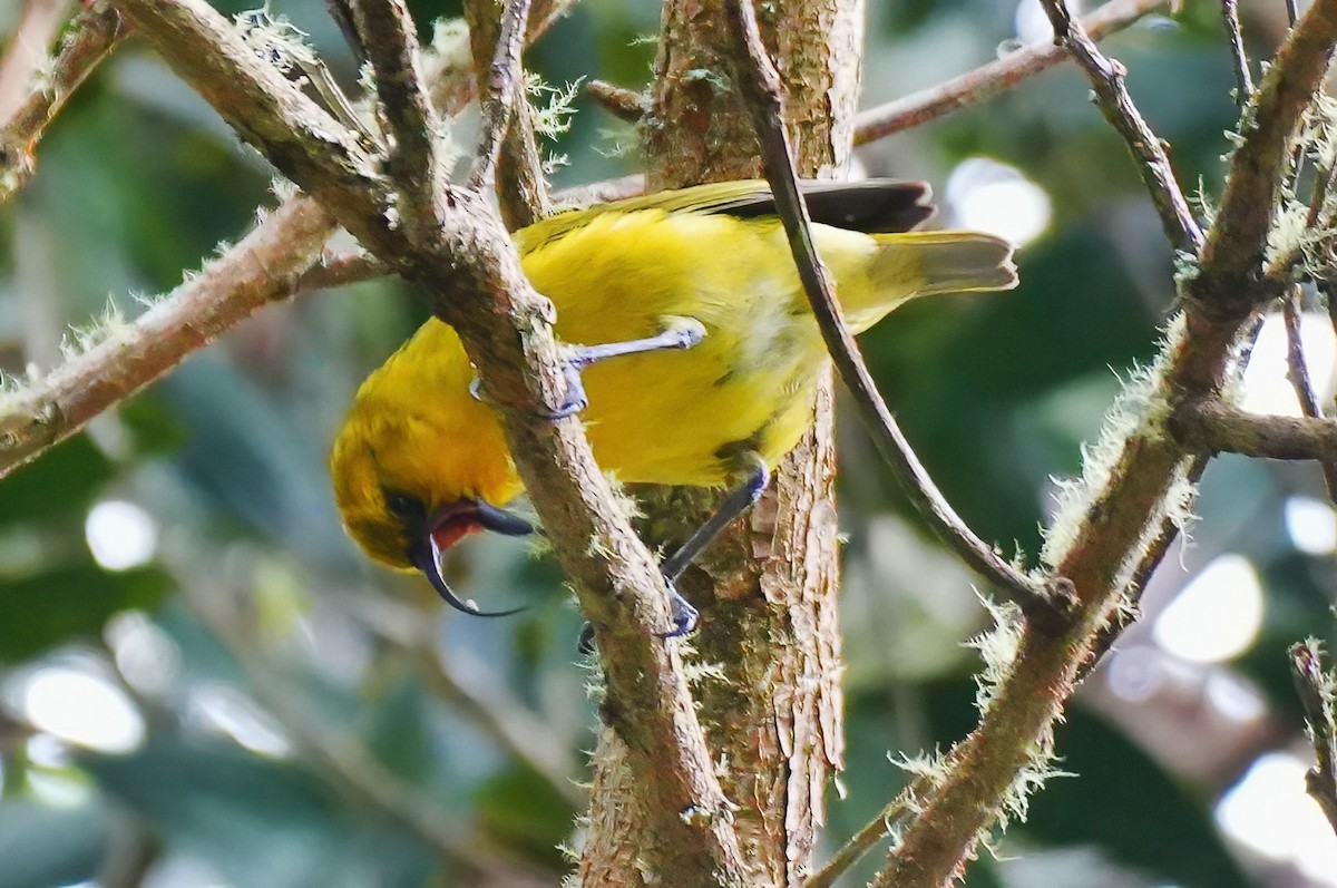 Hawaii-Sichelkleidervogel - ML647392320
