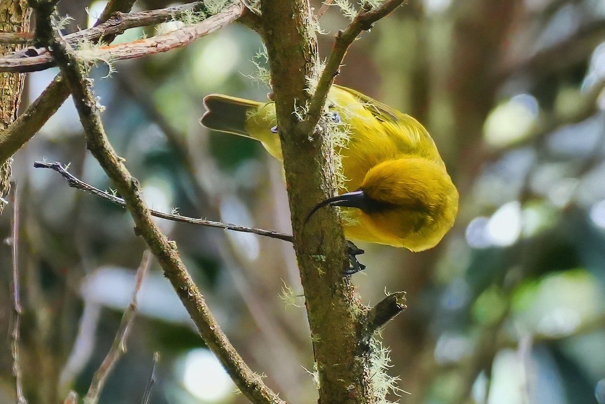 Hawaii-Sichelkleidervogel - ML647392321