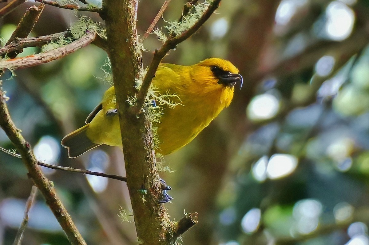 Hawaii-Sichelkleidervogel - ML647392322