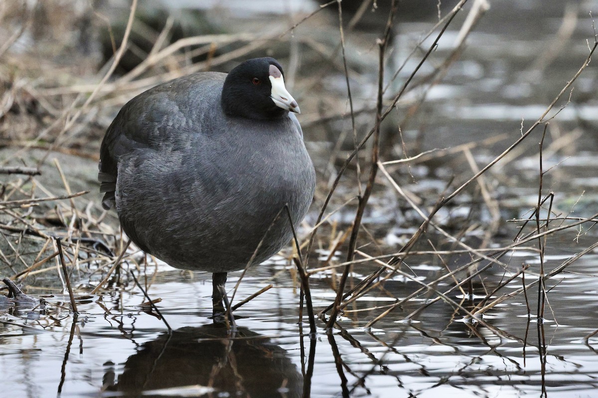 Indianerblässhuhn - ML647392323