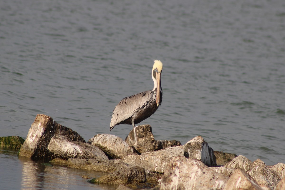 Braunpelikan - ML647392336