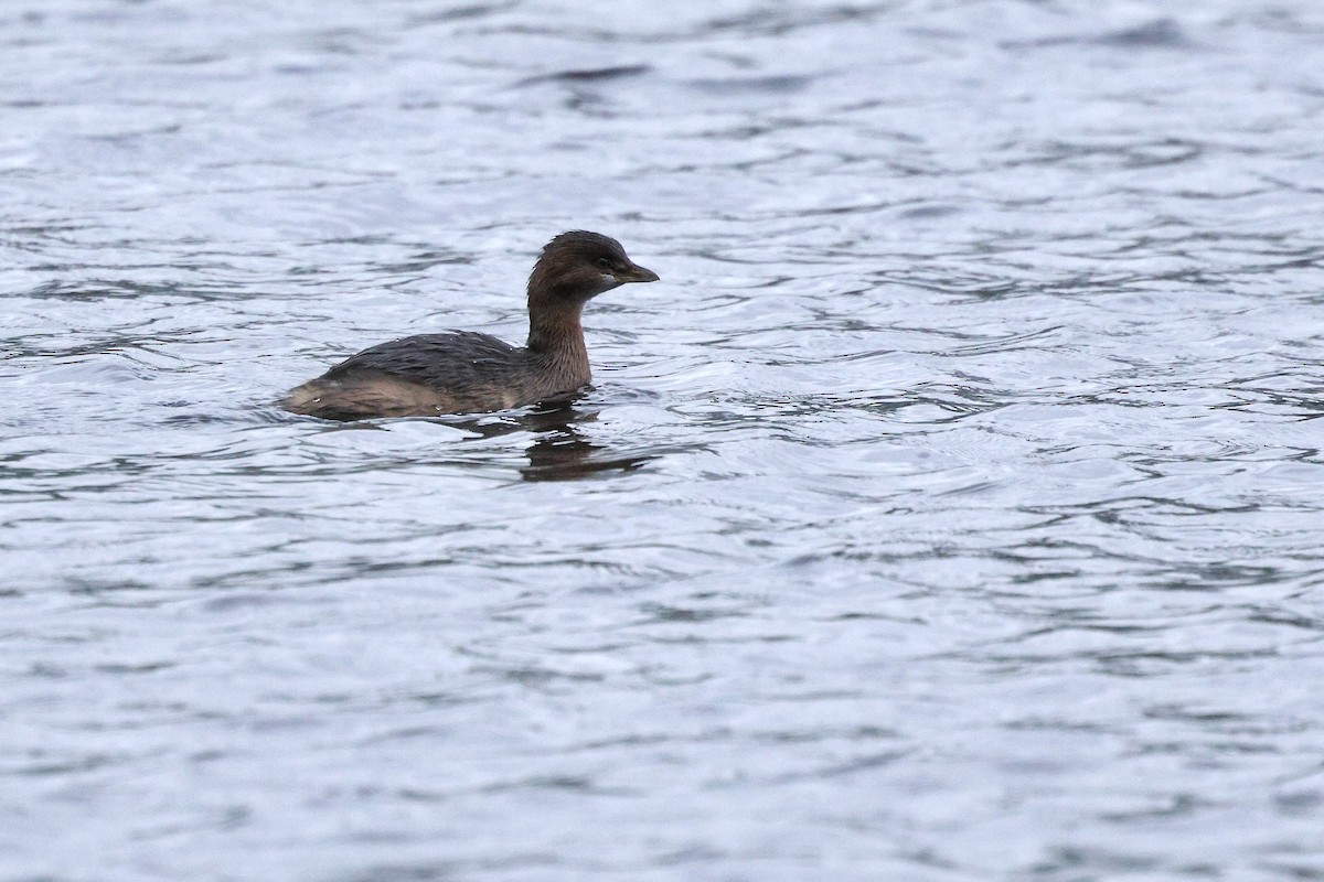 Bindentaucher - ML647392341