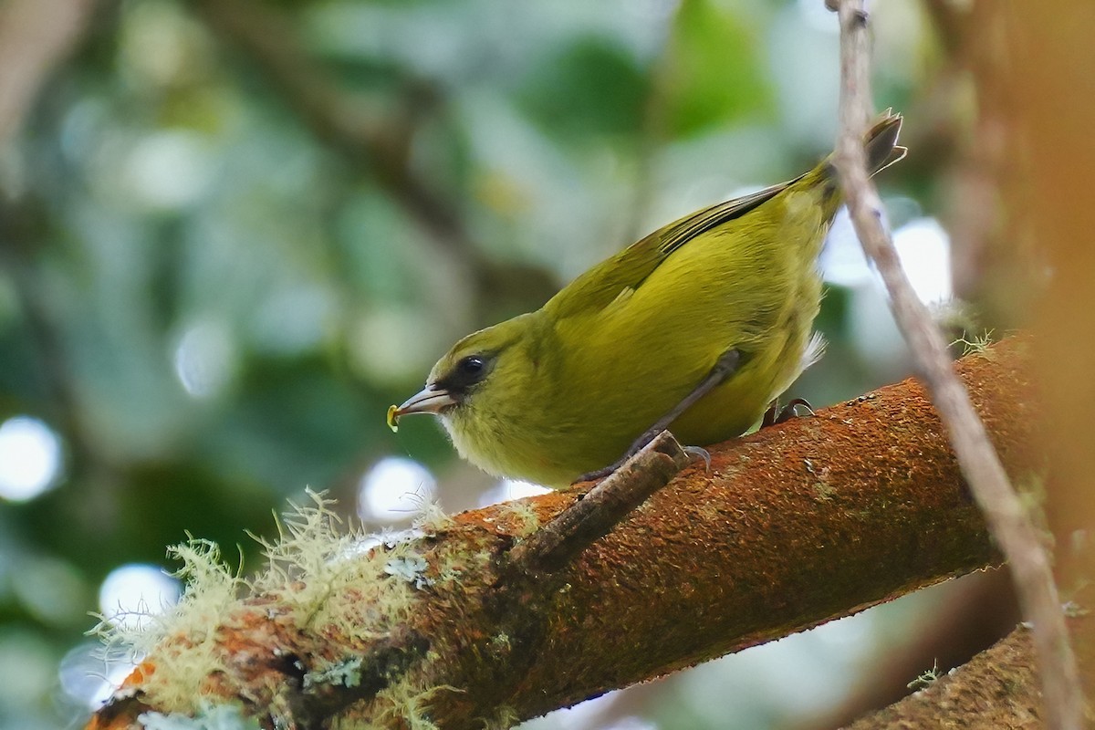 Mana-Akepakleidervogel - ML647392342