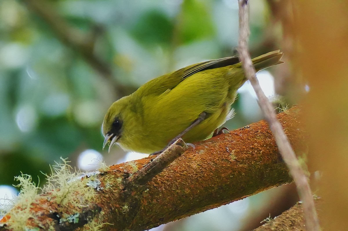 Mana-Akepakleidervogel - ML647392343