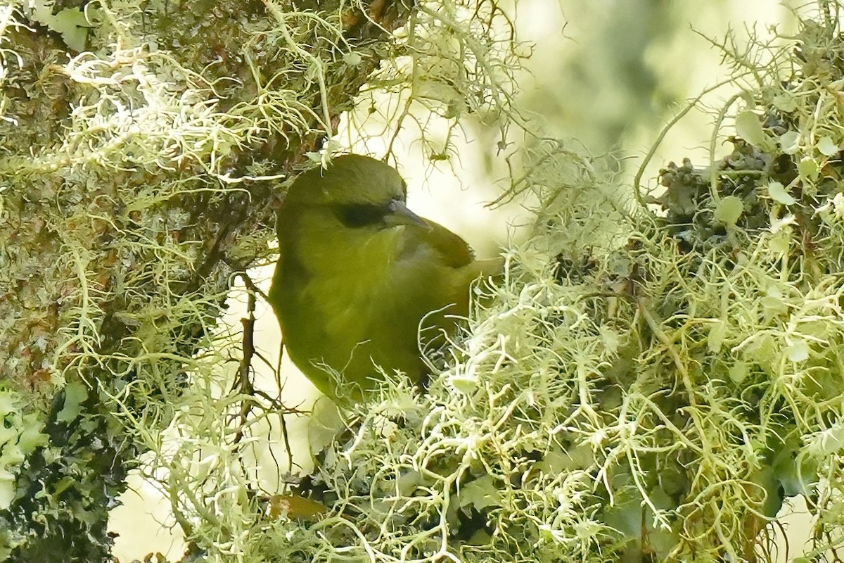 Mana-Akepakleidervogel - ML647392344