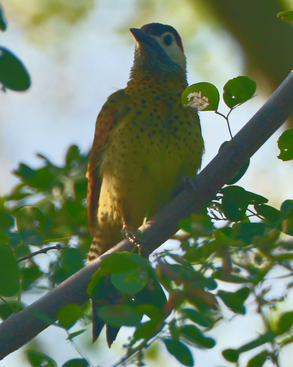 Tüpfelbrustspecht - ML647392345