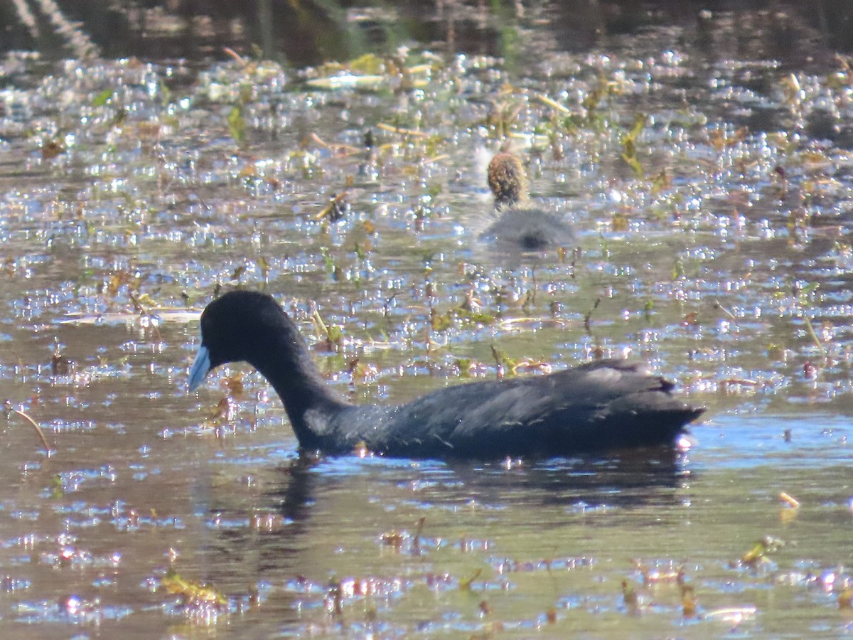 Blässhuhn - ML647392347