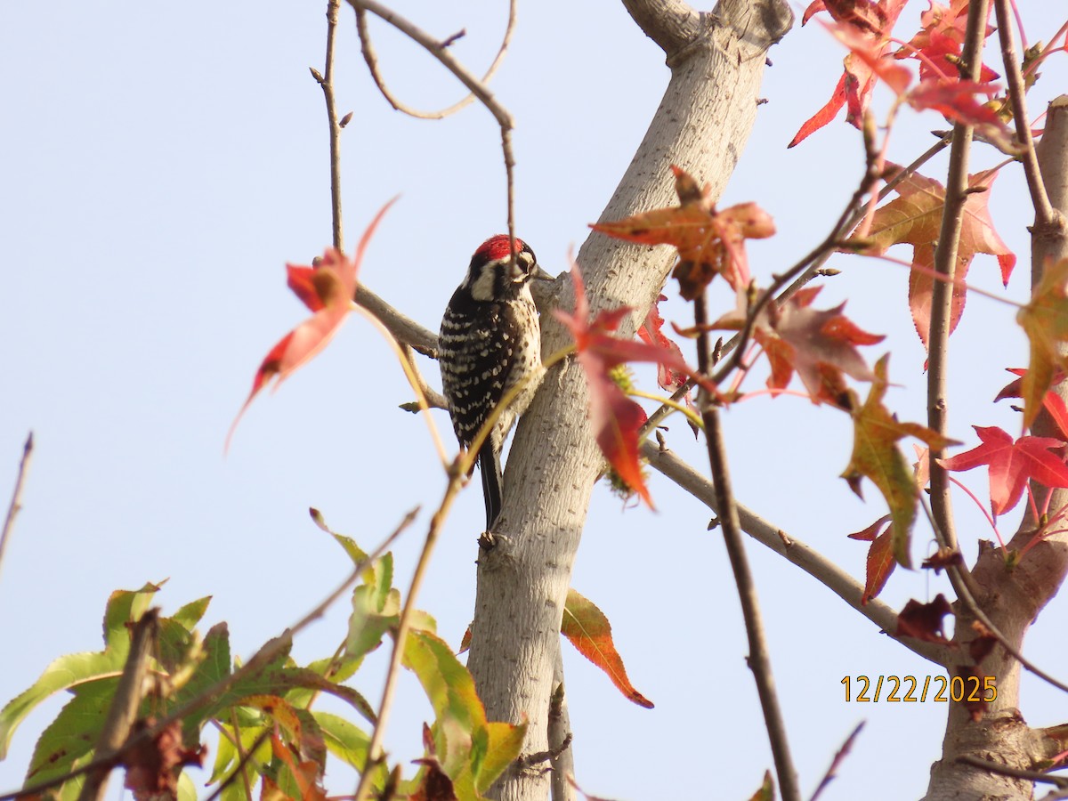 Nuttallspecht - ML647392348