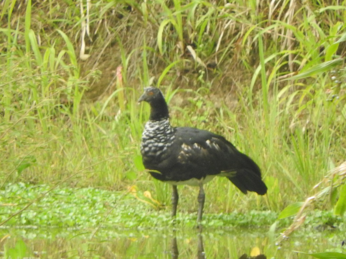 Chajá Añuma - ML647392351