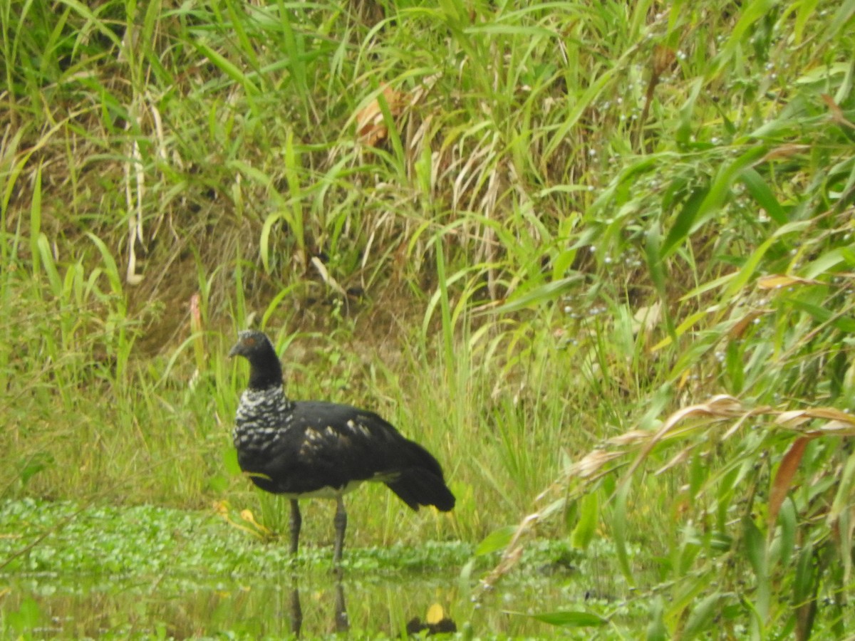 Chajá Añuma - ML647392352