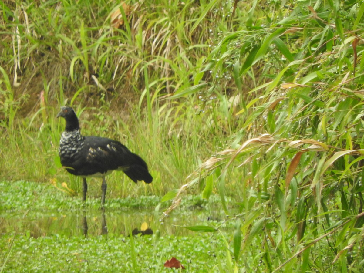 Chajá Añuma - ML647392353