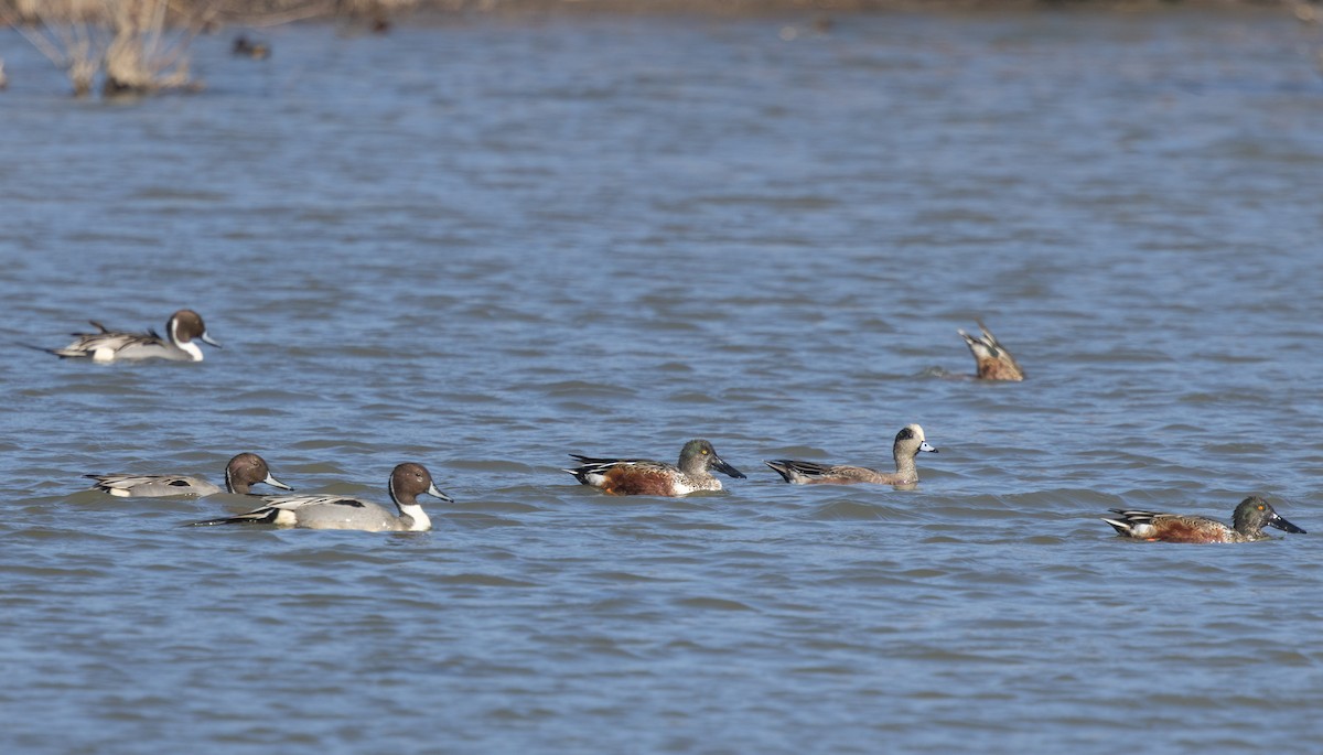 Kanadapfeifente - ML647392354