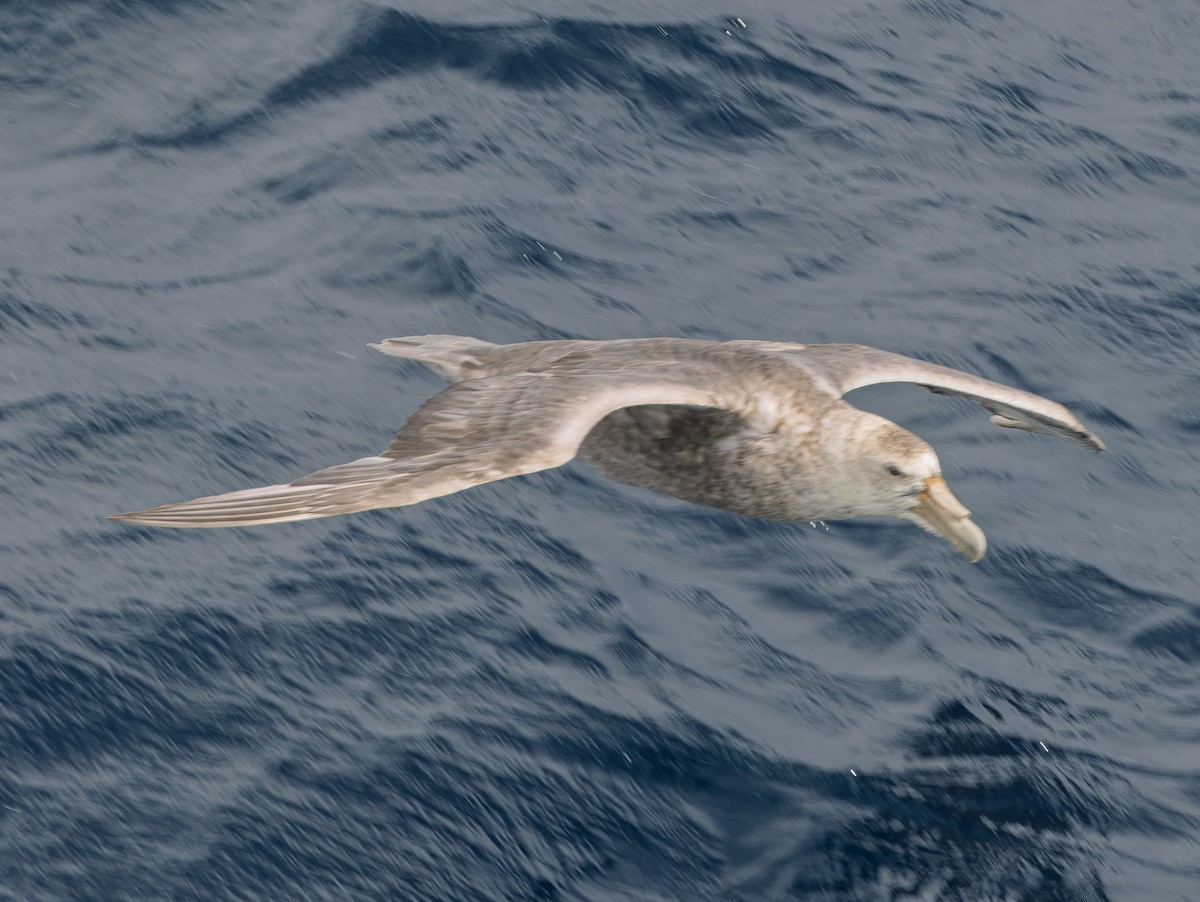 Riesensturmvogel - ML647392355