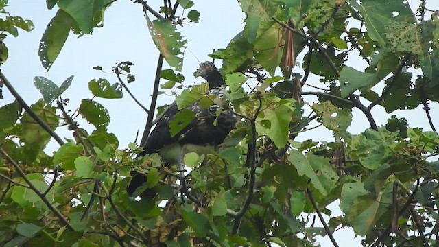 Chajá Añuma - ML647392356