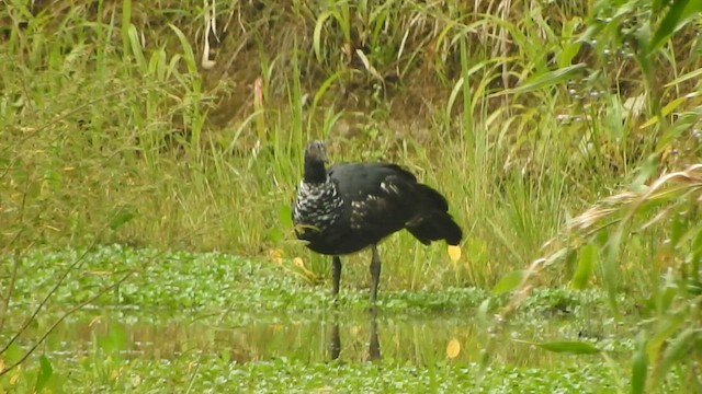 Chajá Añuma - ML647392357