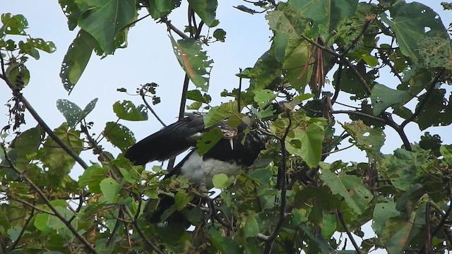 Chajá Añuma - ML647392358