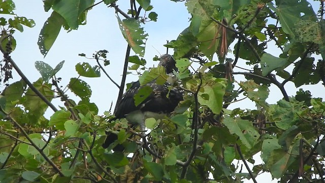 Chajá Añuma - ML647392359