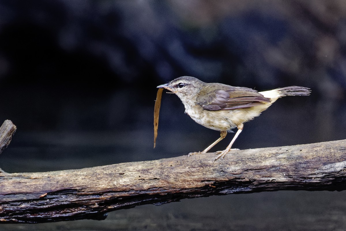 Schmätzerwaldsänger - ML647392360