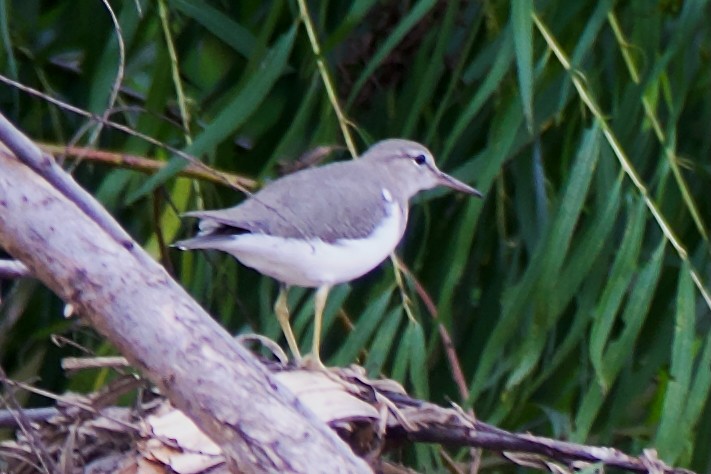 Drosseluferläufer - ML647392361