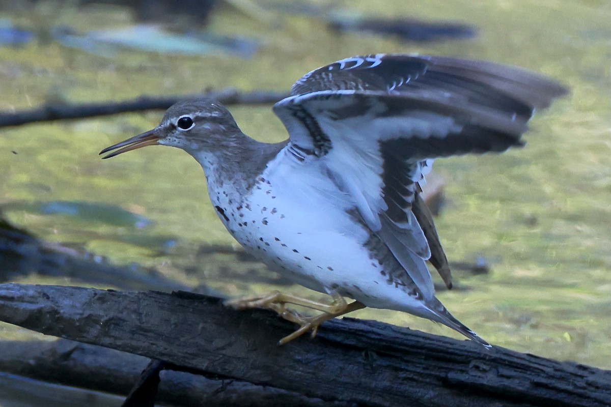 Drosseluferläufer - ML647392362