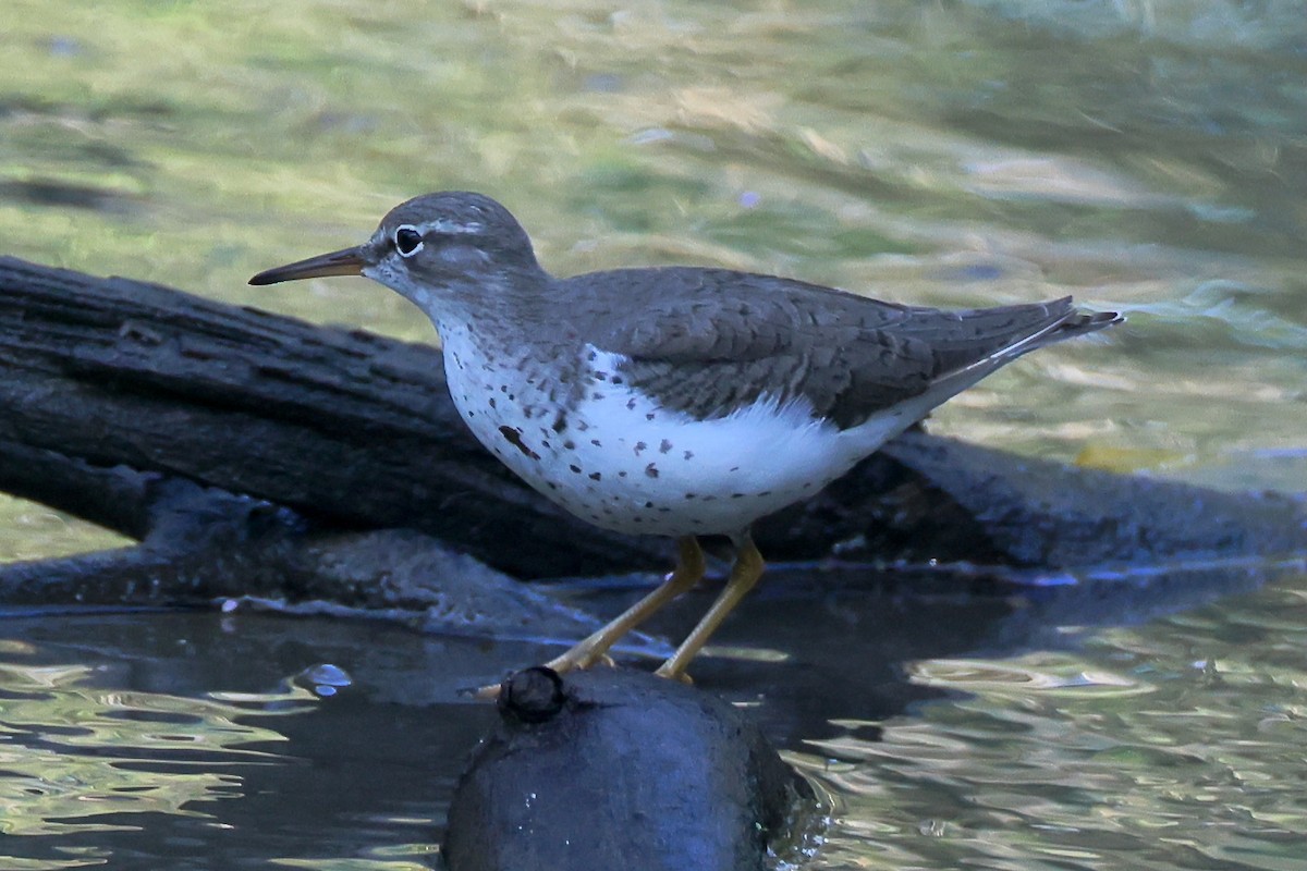 Drosseluferläufer - ML647392363