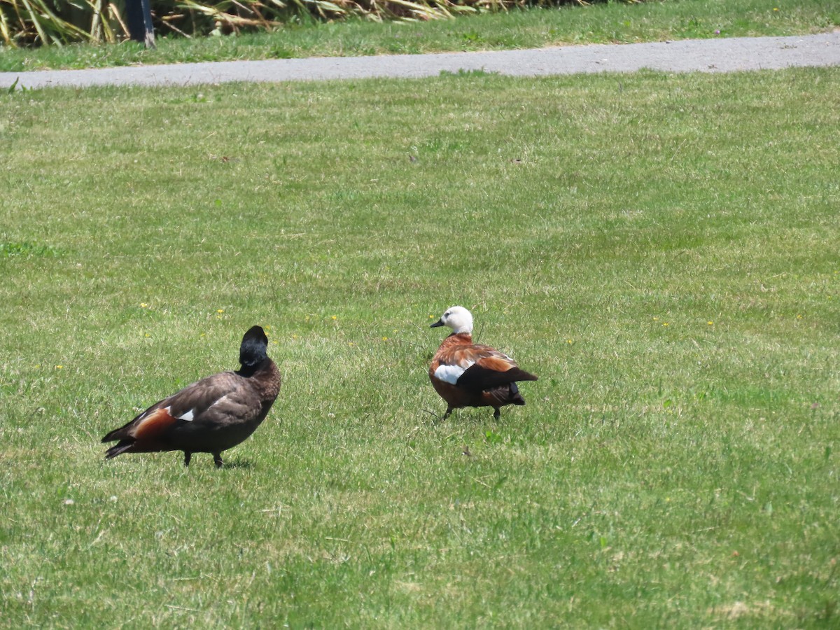 Paradiesgans - ML647392366