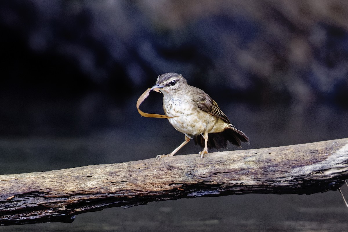 Schmätzerwaldsänger - ML647392368