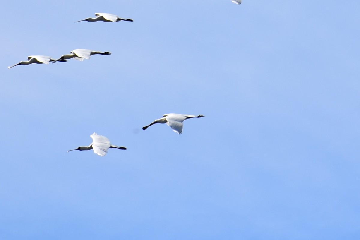 Kara Yüzlü Kaşıkçı - ML647392369