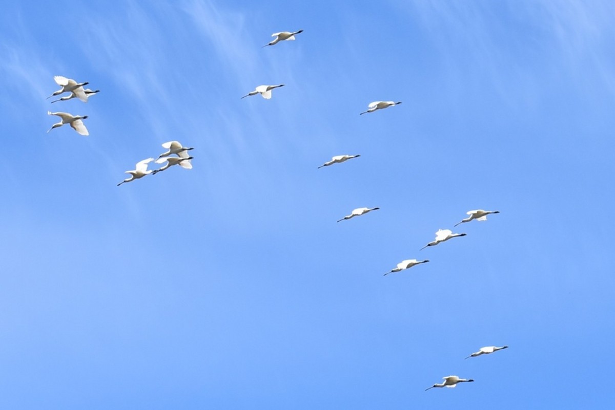 Kara Yüzlü Kaşıkçı - ML647392371