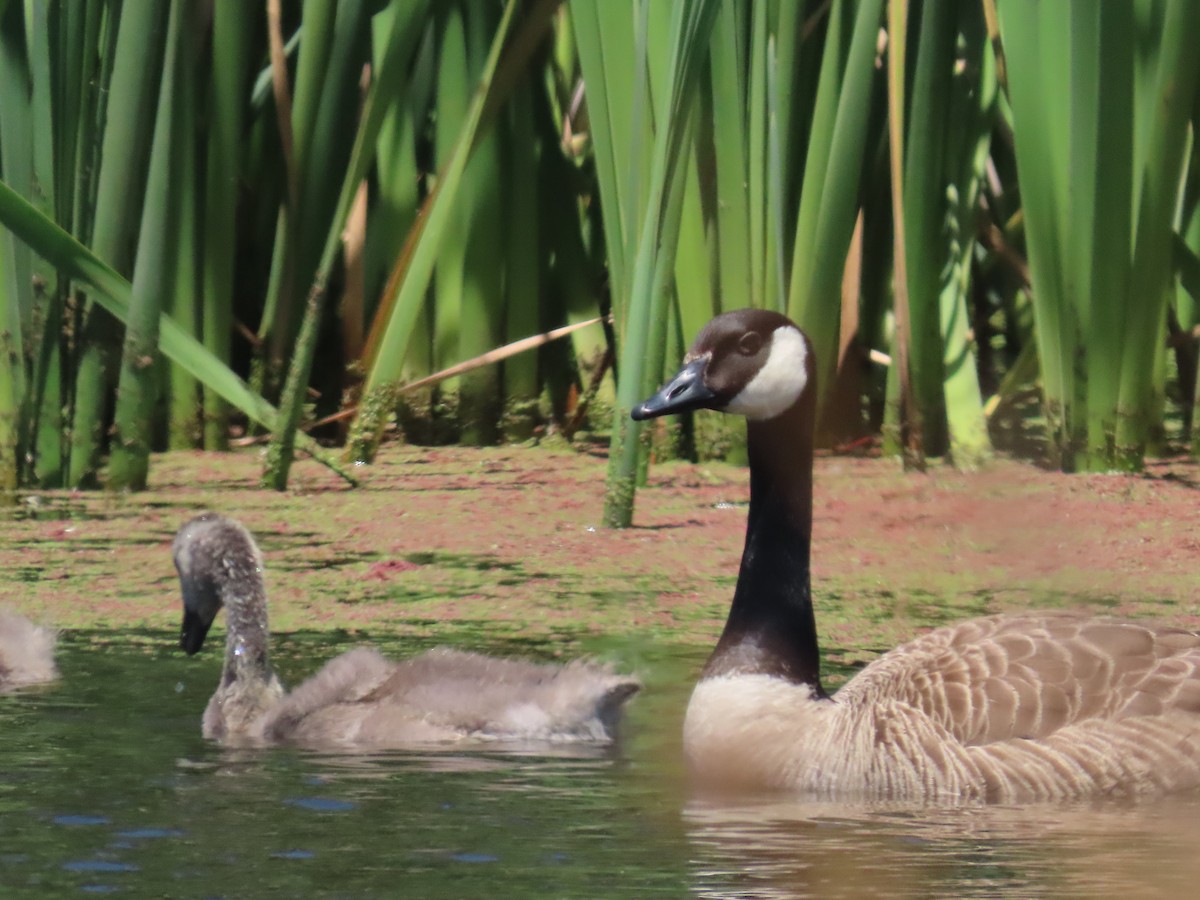 Canada Goose - ML647392373