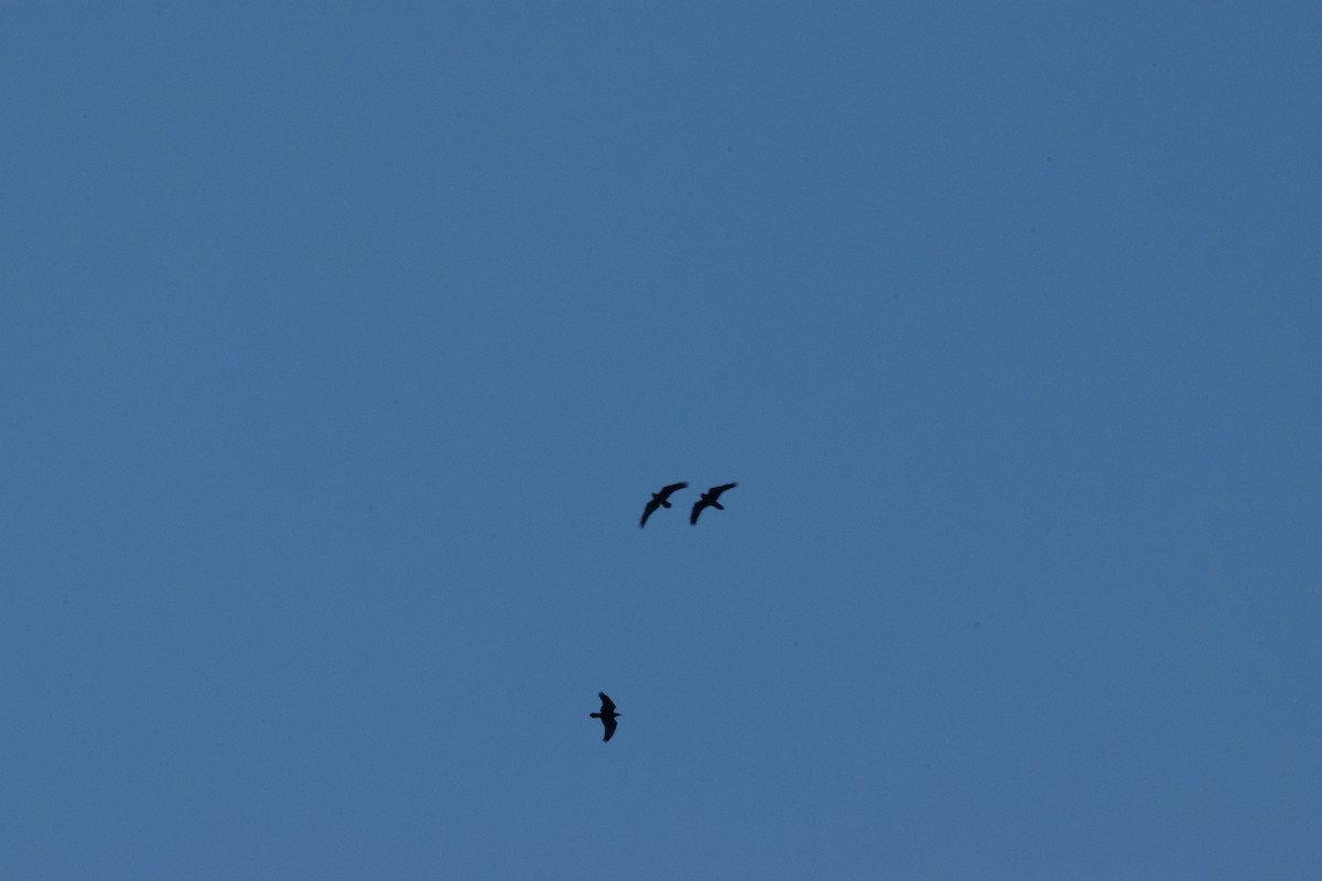 Kolkrabe - ML647392385