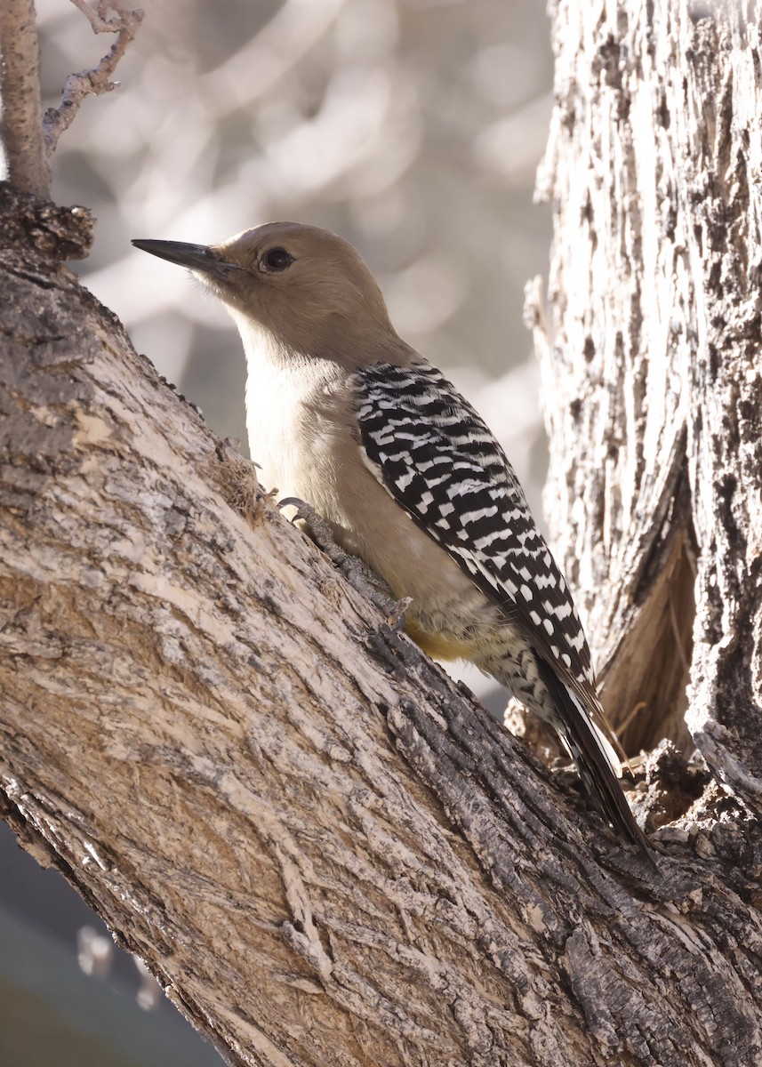 Gila Woodpecker - ML647392387