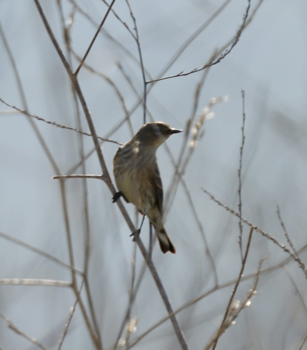 Yellow-rumped Warbler - ML647392390