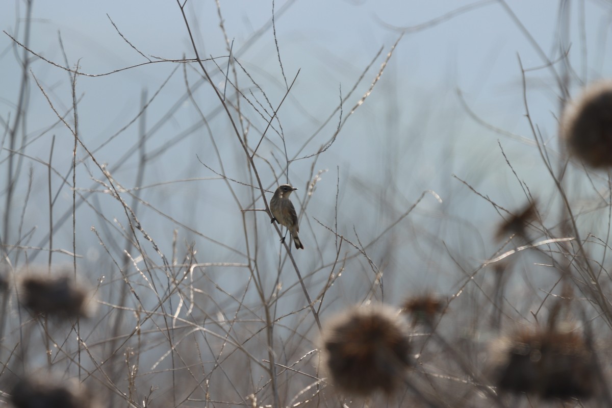 Yellow-rumped Warbler - ML647392391