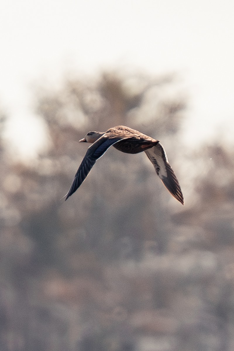 Mottled Duck - ML647392408