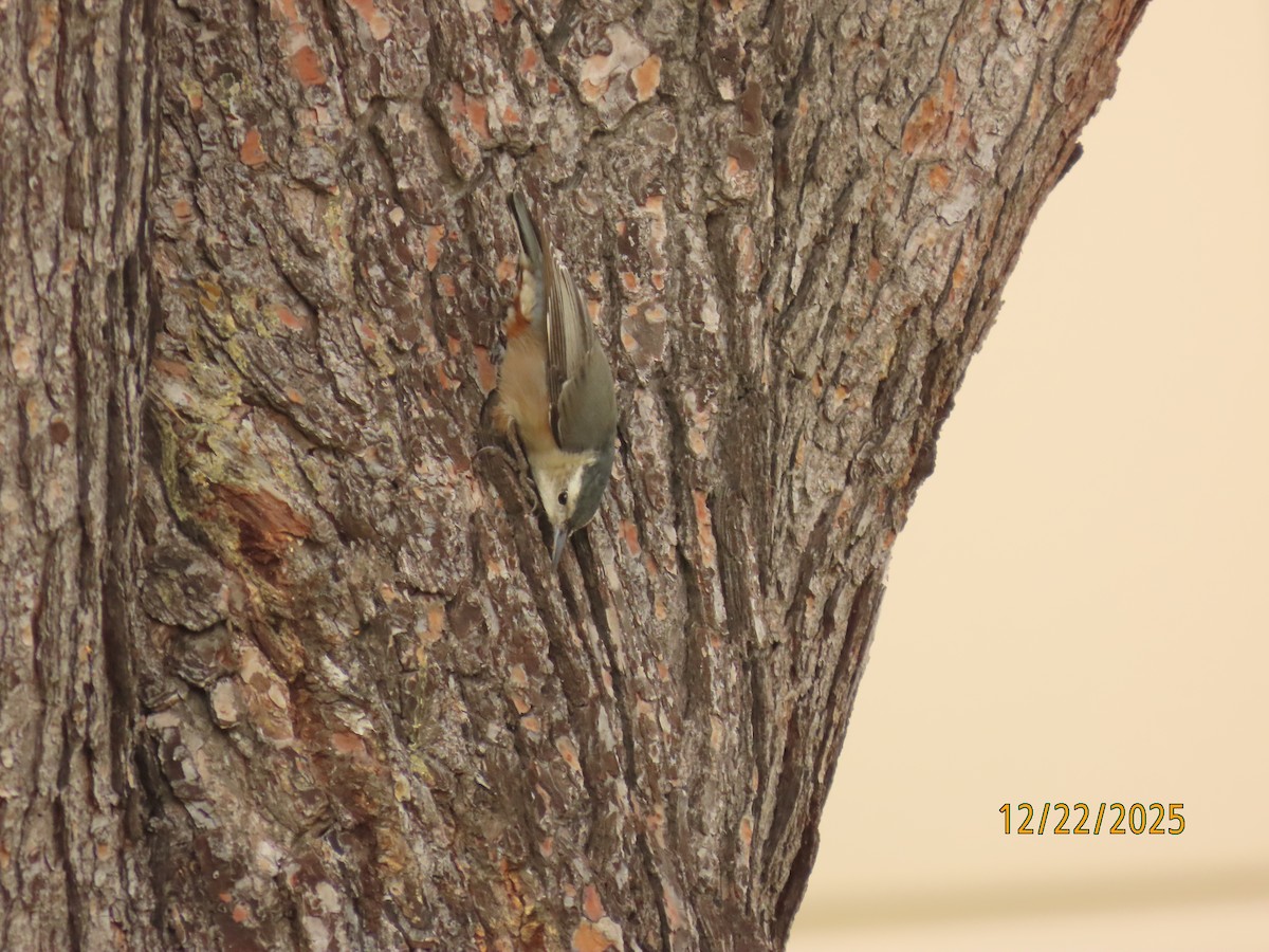 White-breasted Nuthatch - ML647392416