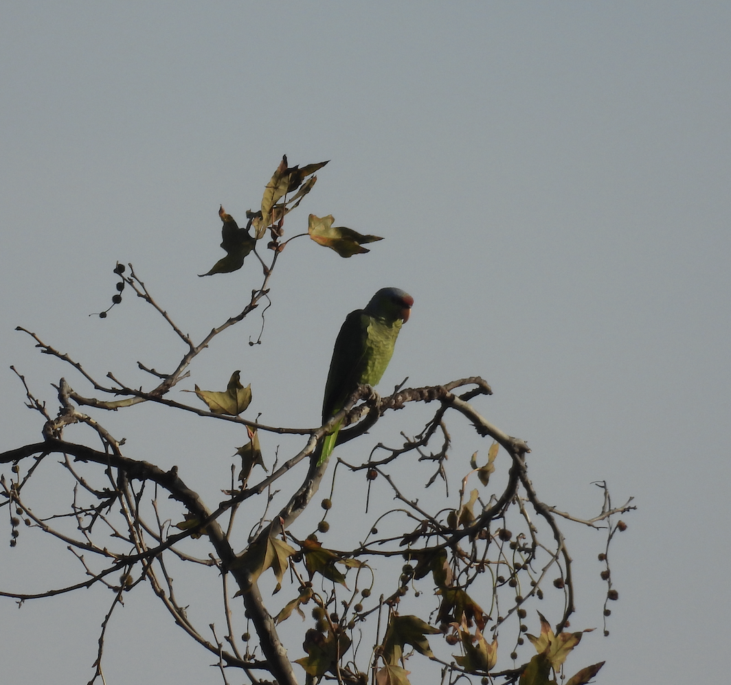 Lilac-crowned Amazon - ML647392418