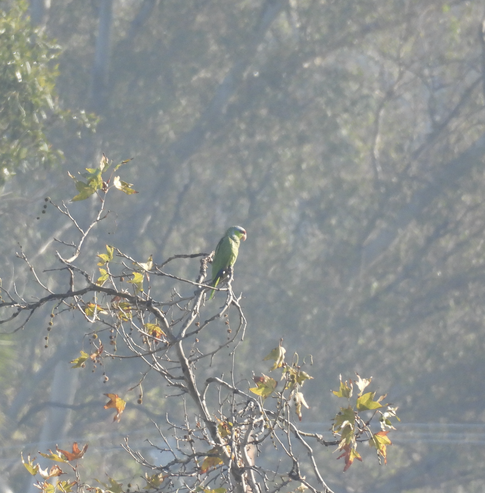 Lilac-crowned Amazon - ML647392419