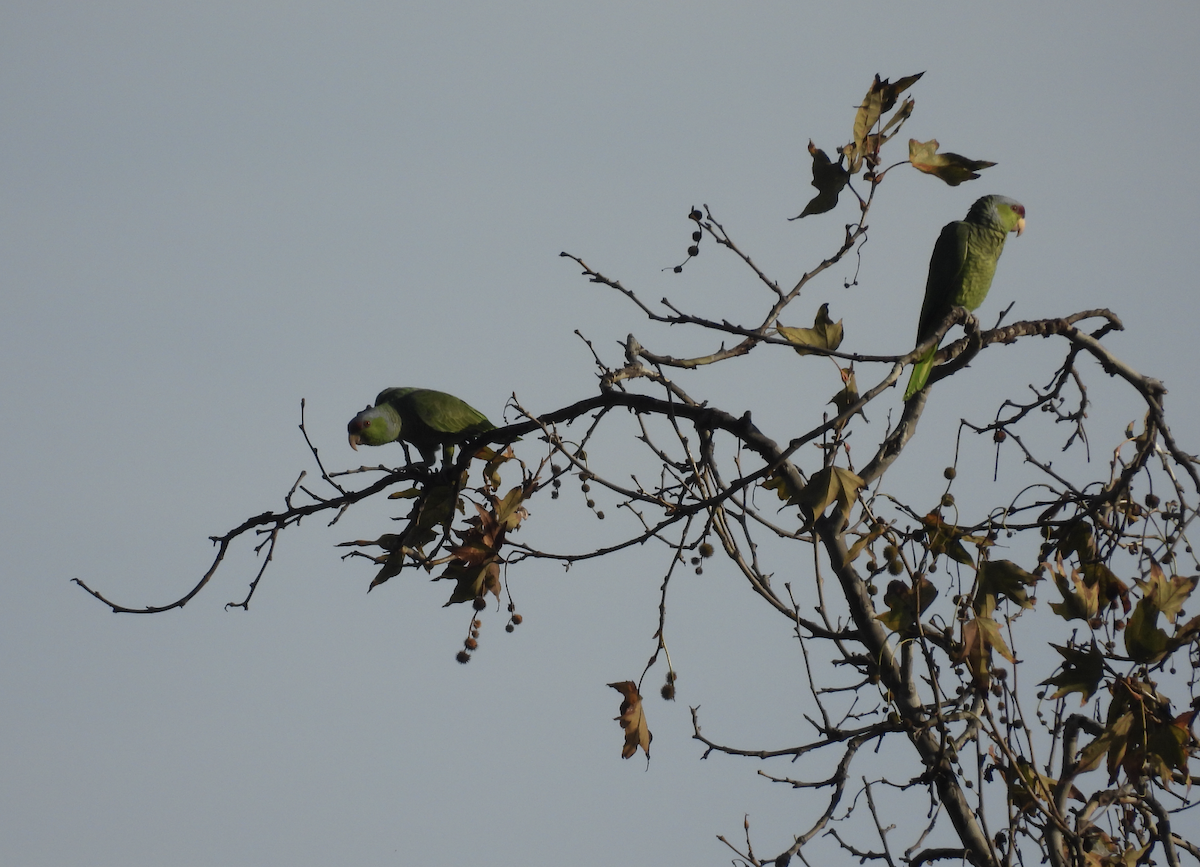 Lilac-crowned Amazon - ML647392420